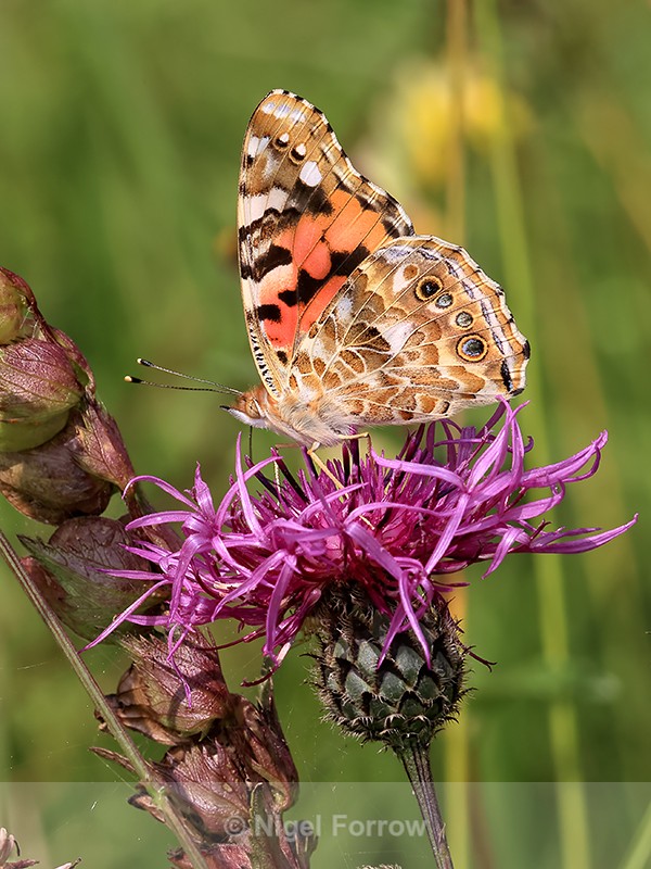 Painted Lady showing under wings, Seven Barrows BBOWT Nature Reserve - INSECTS