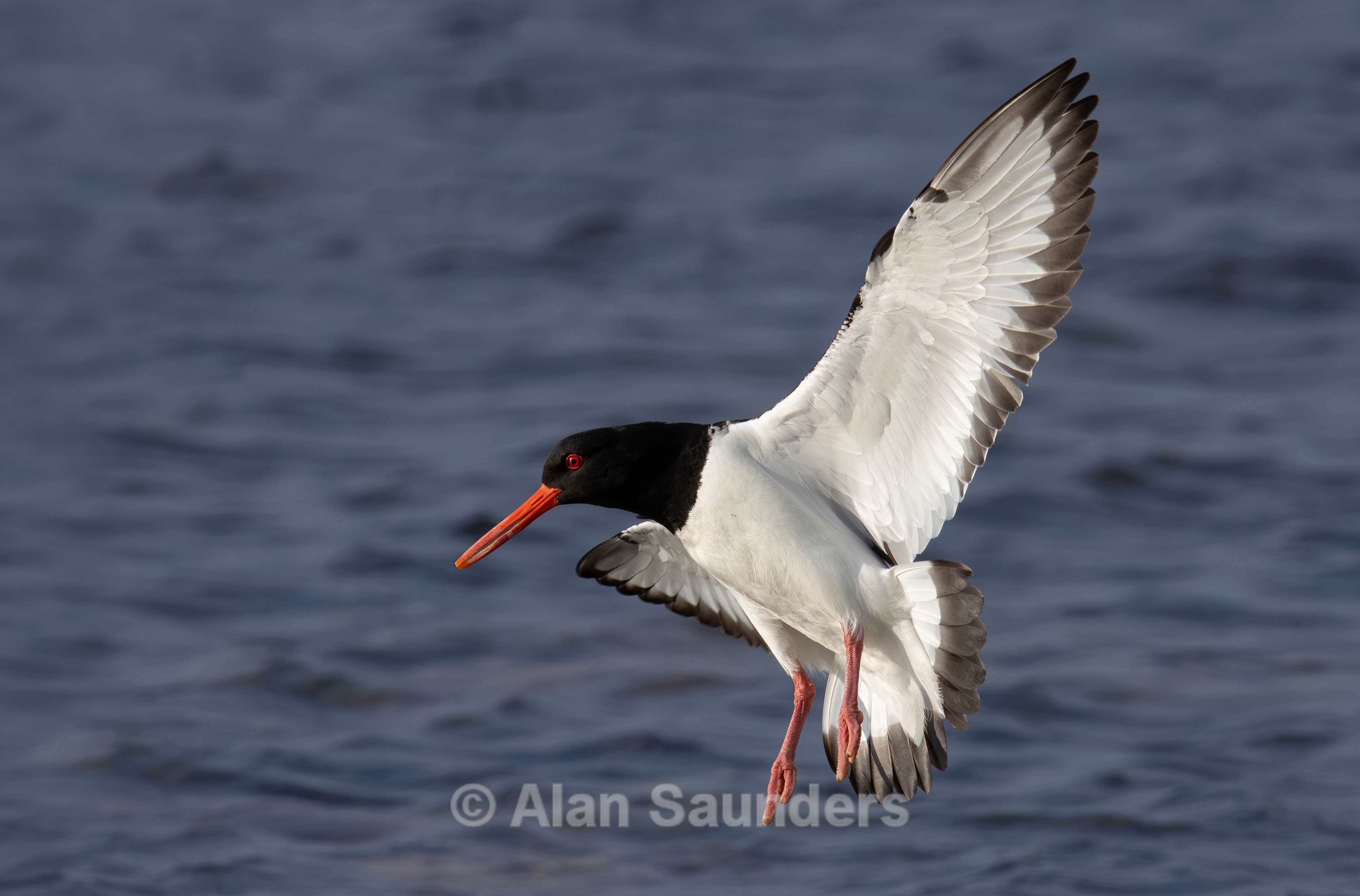 Oystercatcher 1