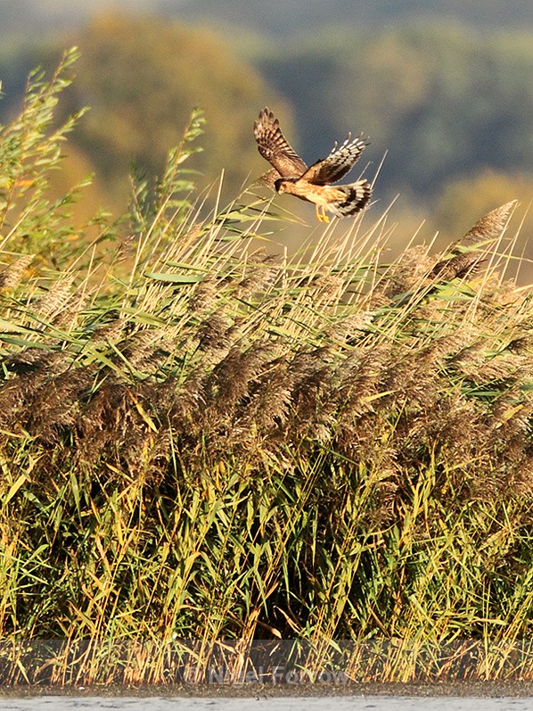 Hen Harrier hovering above the reeds at Otmoor RSPB - Hen Harrier
