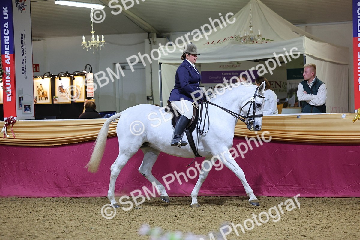 0B8A4487 - Class O Ridden Show Horse Champ