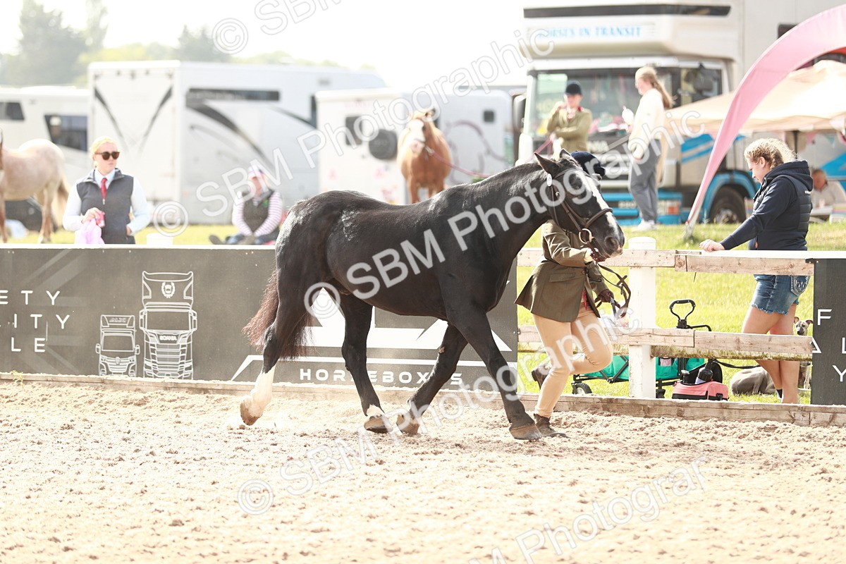 SBM_11782 - Class 206 IH Non Show Type Pony