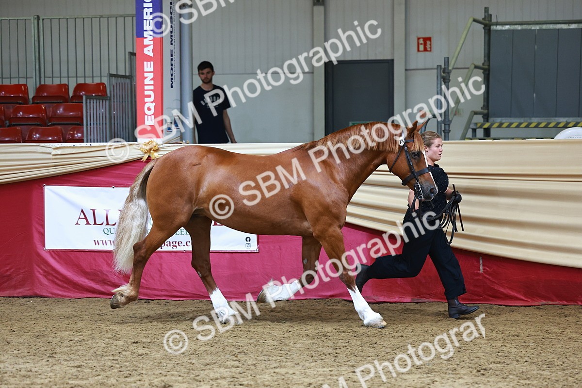 SBM_23074 - Class 903 - Supreme Final - IH Pre Vet