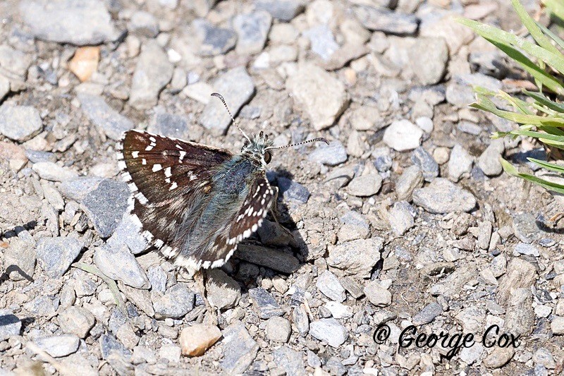 grizzled skipper pyrenees