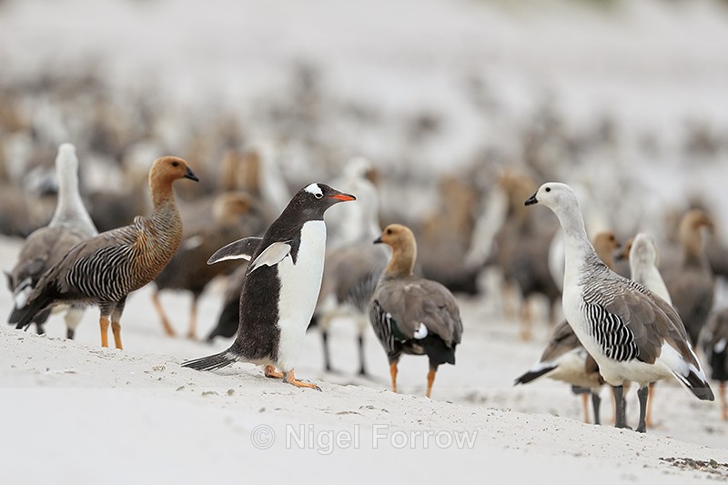 Gentoo Penguin & Upland Geese, Carcass Island, Falklands - Gentoo Penguin