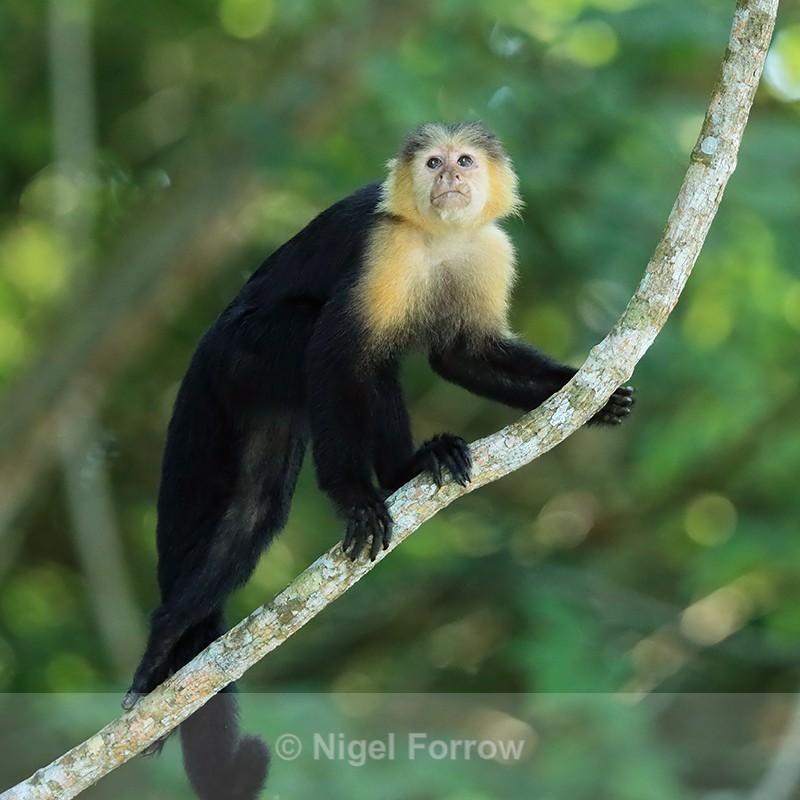Capuchin monkey climbing up branch, Panama - Monkey
