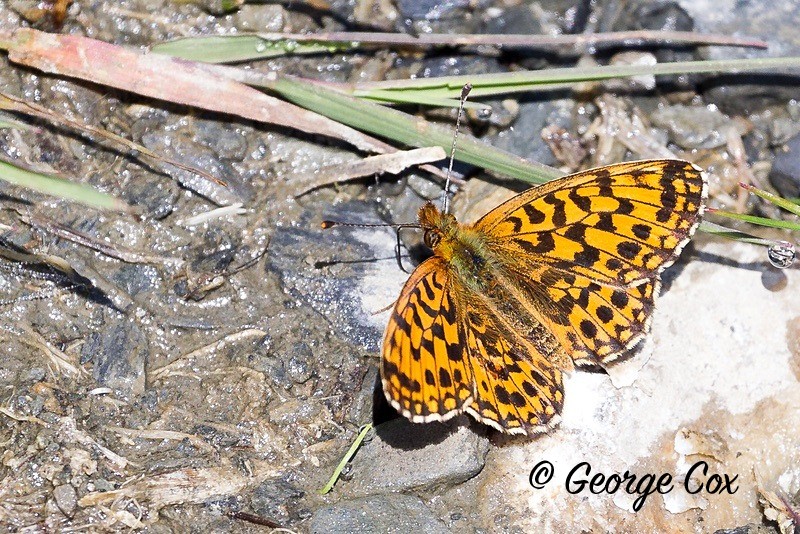 weavers fritillary pyrenees