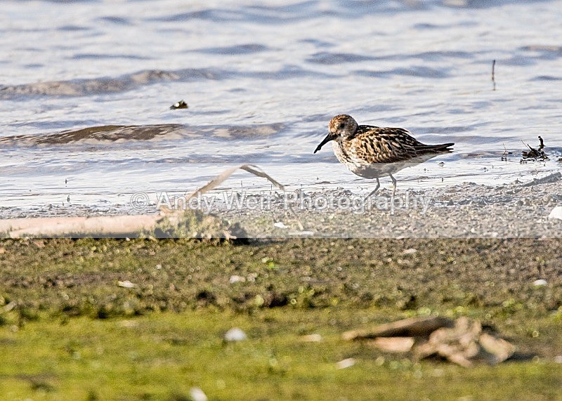 20080715- 047 - Other Waders