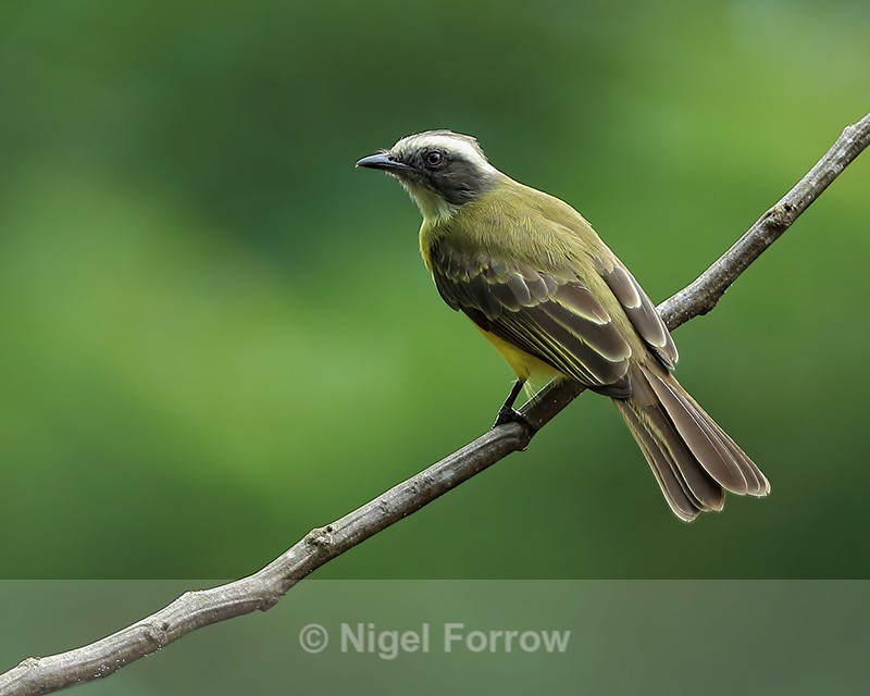 Social Flycatcher perched, Gamboa, Panama - Social Flycatcher