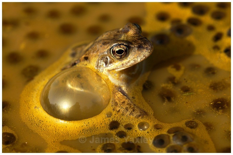 Bubbles - Amphibians