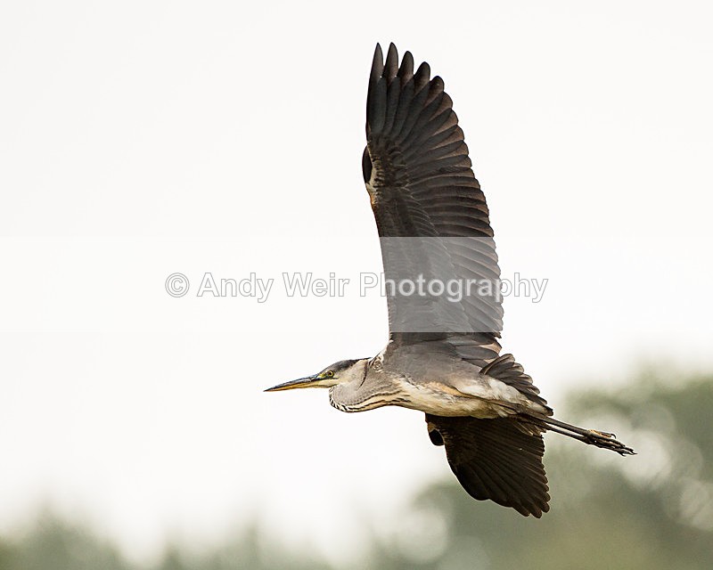 20131001-3K8A6626 - Herons & Egrets