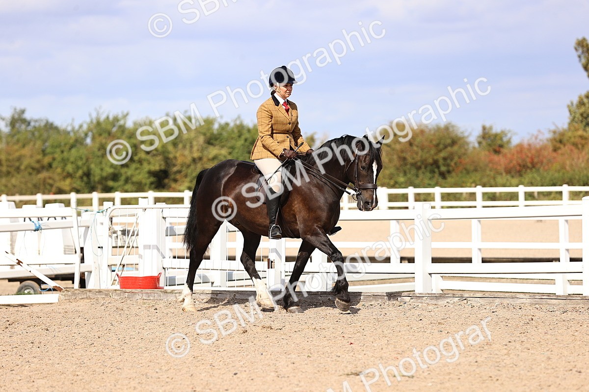 SBM_14346 - Class 412 - Handsomest Gelding (IH or Ridden)Adult