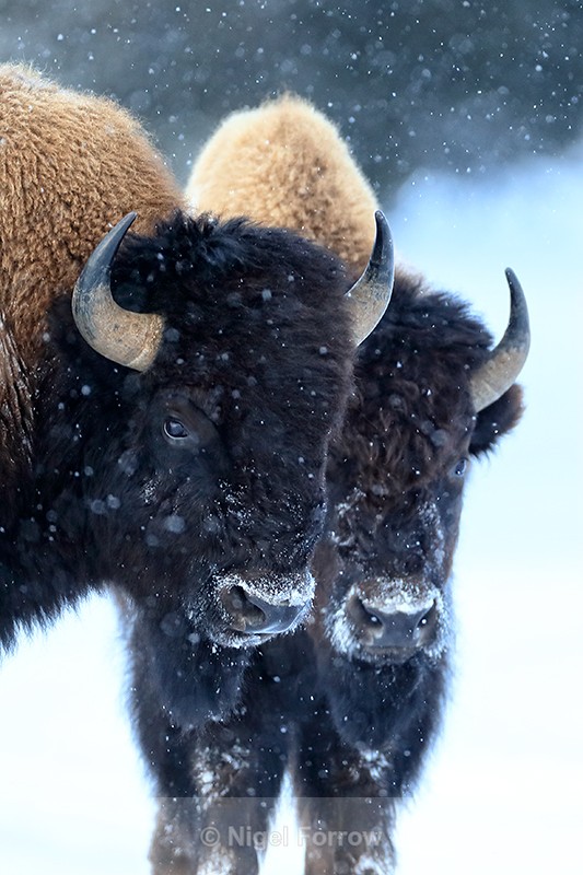 Two Bison heads close together, Yellowstone National Park, Wyoming - Bison