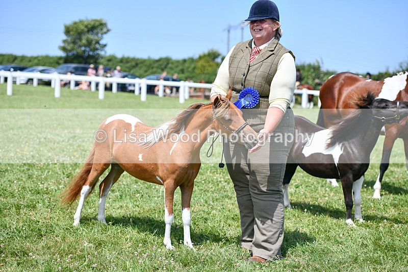 DSC_7429 - Class 62: Coloured Pony Youngstock