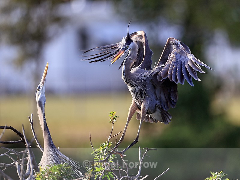 Great Blue Heron nest arrival, Venice Rookery, Florida - Great Blue Heron
