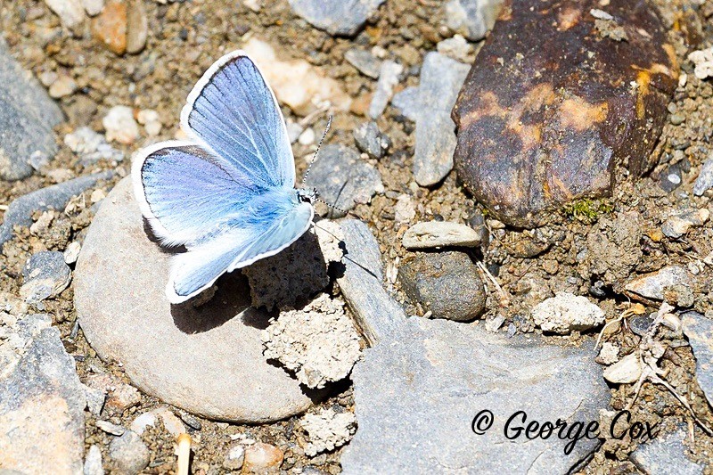 turquoise blue pyrenees