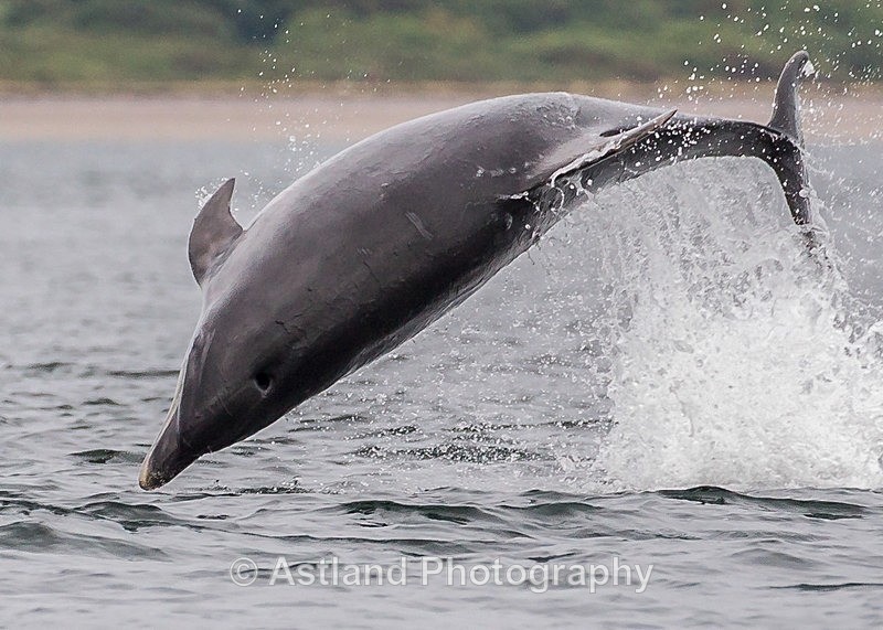 Astland Photography, Bird and Wildlife Images, Susan and Peter Wilson, U.K.