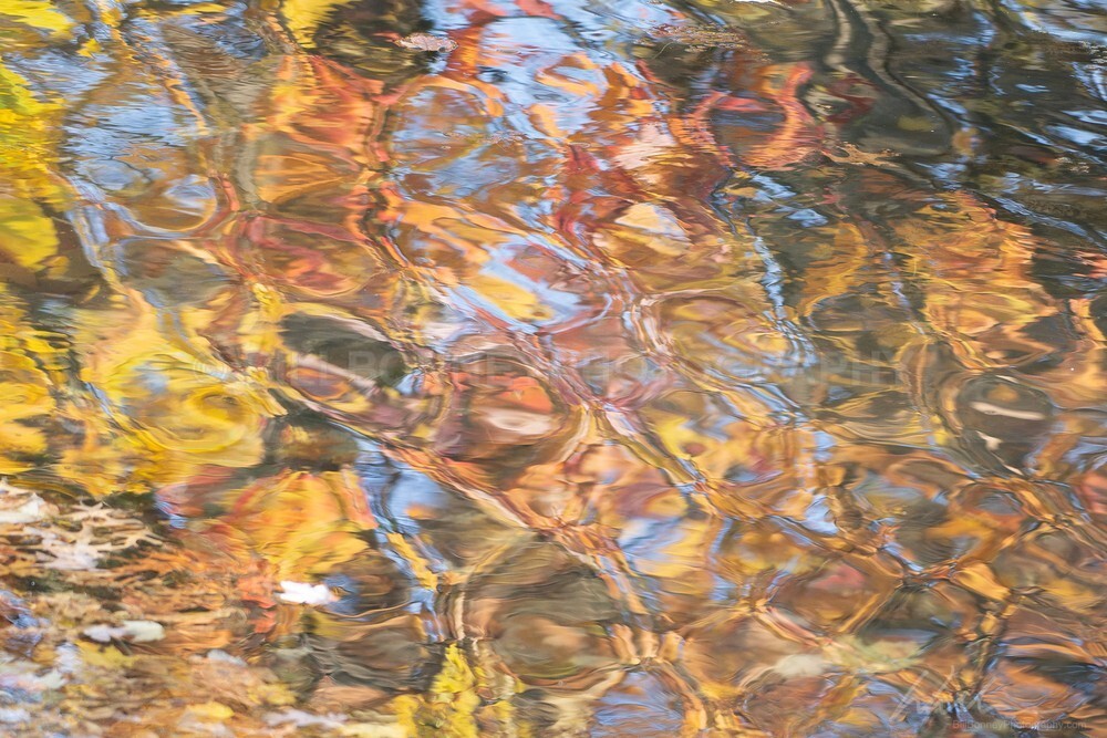DSC_7265-2 - Autumn