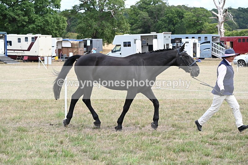 WJ6_5982 - Class 19 In-hand Veterans (Uploaded correct folder)