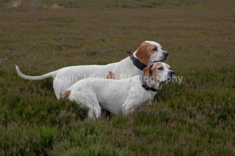 KJS_9570 (RM) - Working Dogs