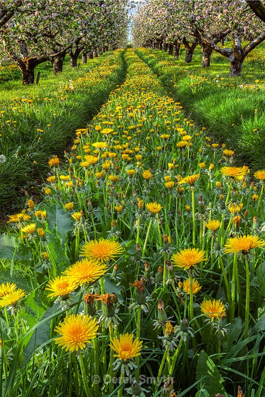 Dandilions In Apple Orchard