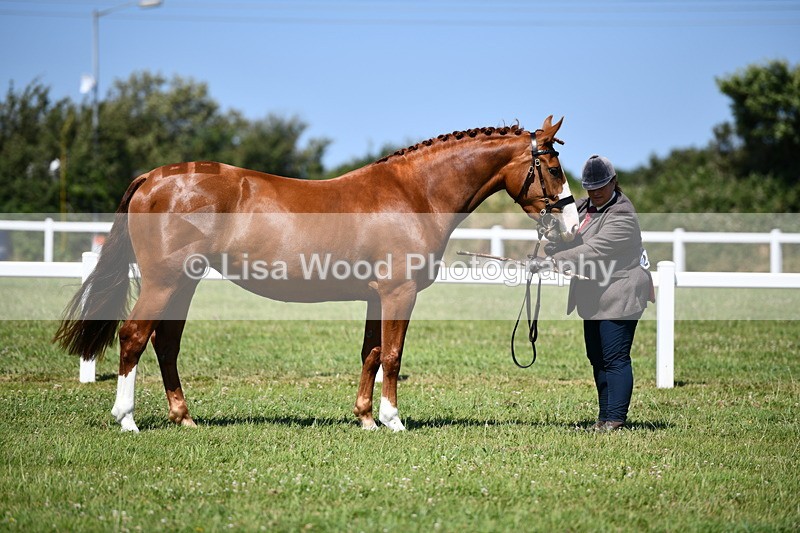 DSC_6854 - Class 57: Hunter/Riding Horse/Hack 1, 2 & 3 yr olds