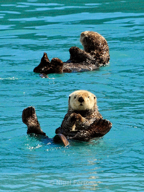 Sea Otters, Prince William Sound, Alaska - Otter