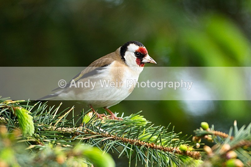 20120512-_MG_0188 - Goldfinch