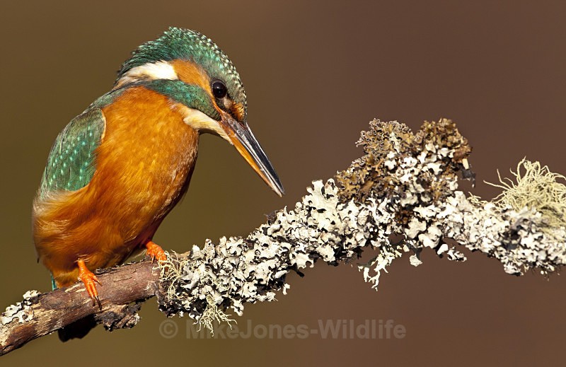 Kingfisher no.24 - KINGFISHERS