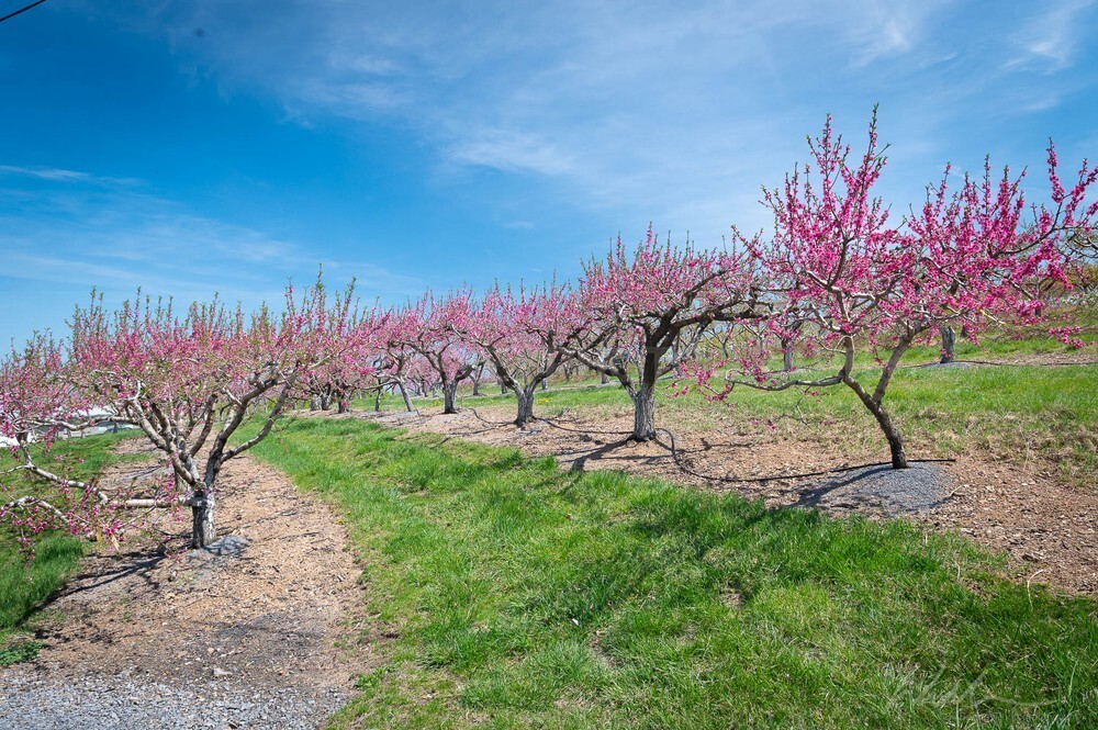 DSC_6222 - Trees