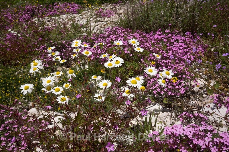  - Plants: wide-angle