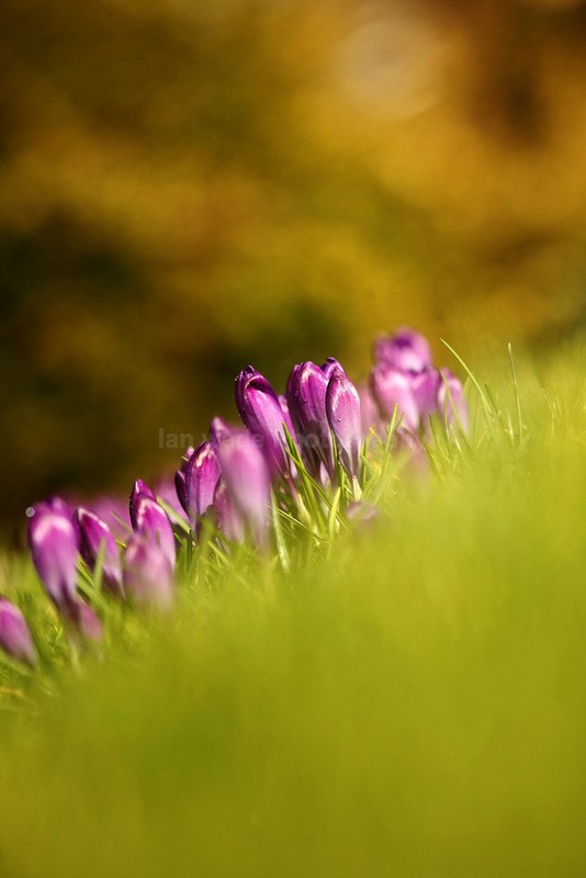  - Wild Flowers,  plants & Fungus photography, Great Britain