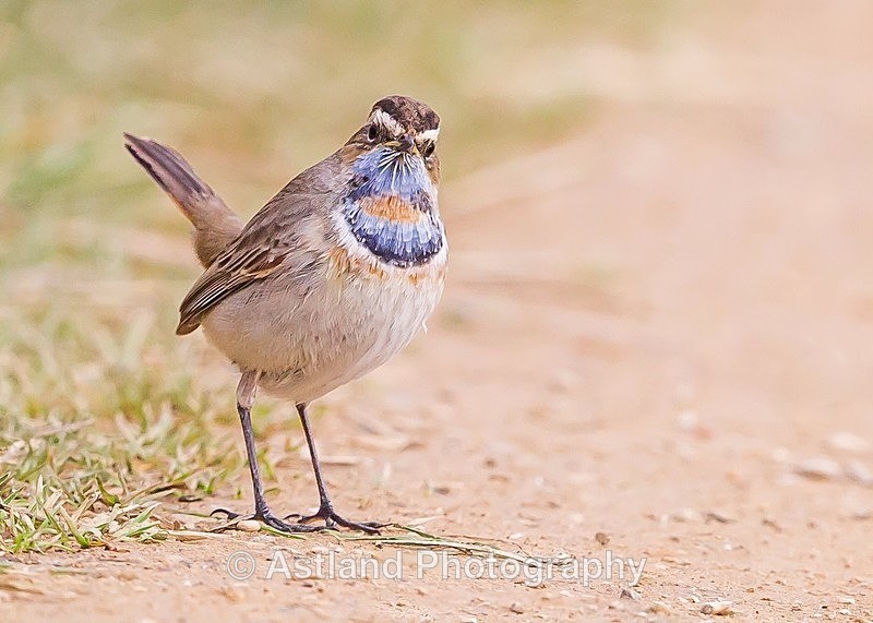 Astland Photography, Bird and Wildlife Images, Susan and Peter Wilson, U.K
