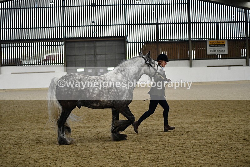 WJ5_5649 - Morning in hand Championship