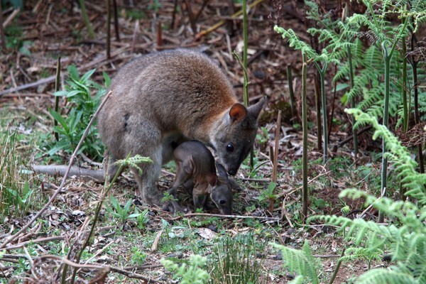  - Mammals