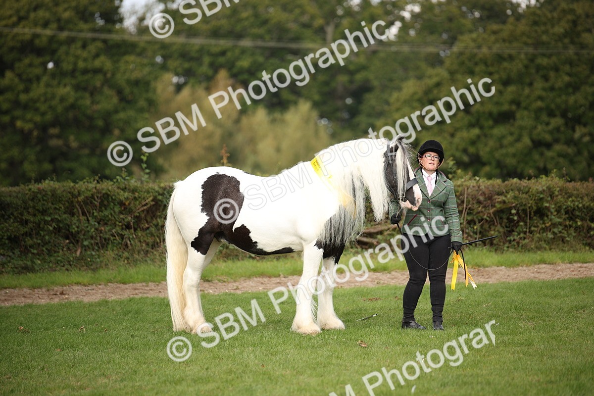SBM_62944 - In Hand Horse Supreme Championship
