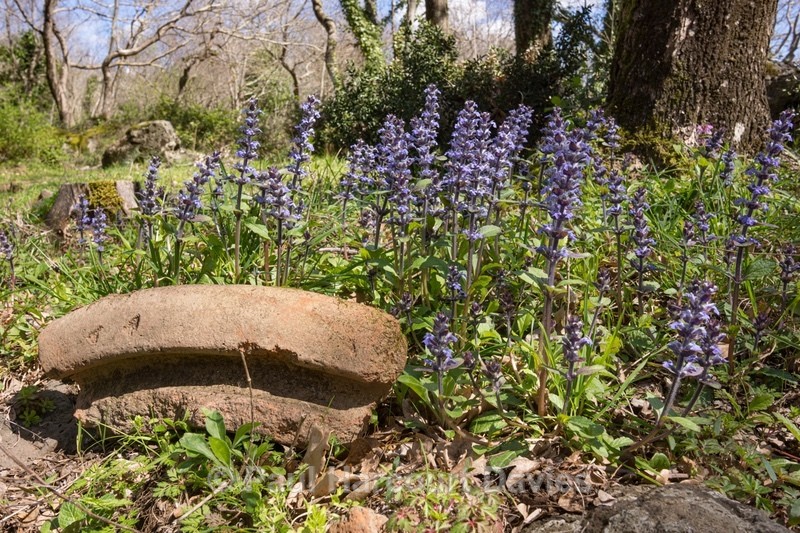 rim of Etruscan pot with Geneva bugle (Ajuga genevensis) - Flowers in the Landscape - 1