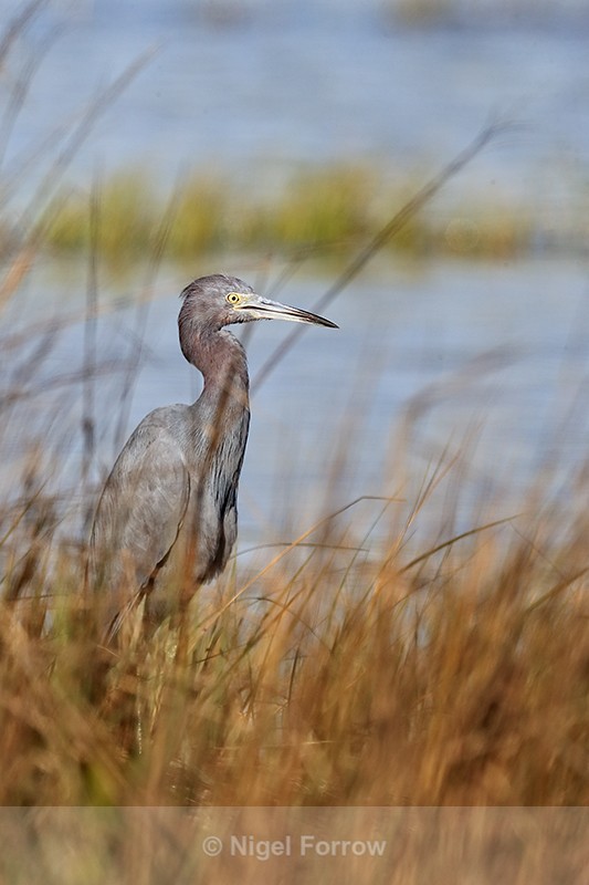 Little Blue Heron in grass, Fort De Soto, Florida - Little Blue Heron