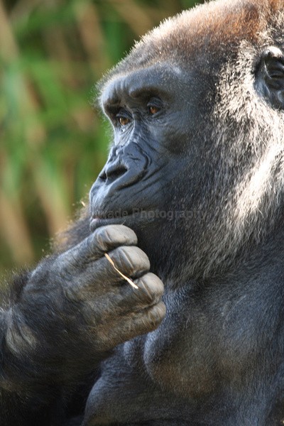 Gorilla   _AN071 - Farm & Zoo Animals