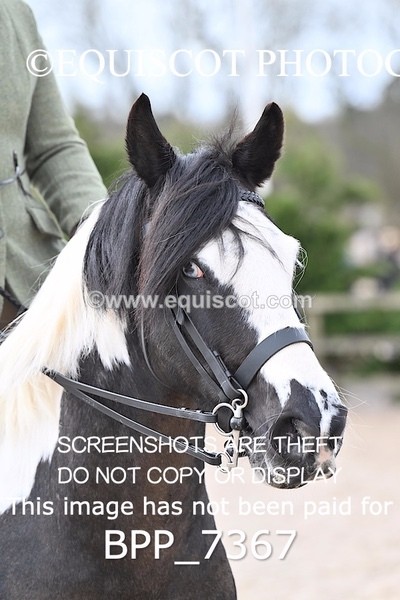 BPP_7367 - RING 1  (RIDDEN HORSES / IN HAND / VETERAN ETC)