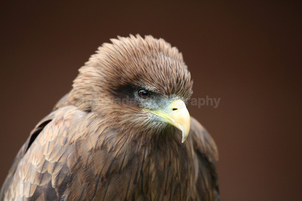 Yellow-billed Kite  _AGT055 - Farm & Zoo Animals