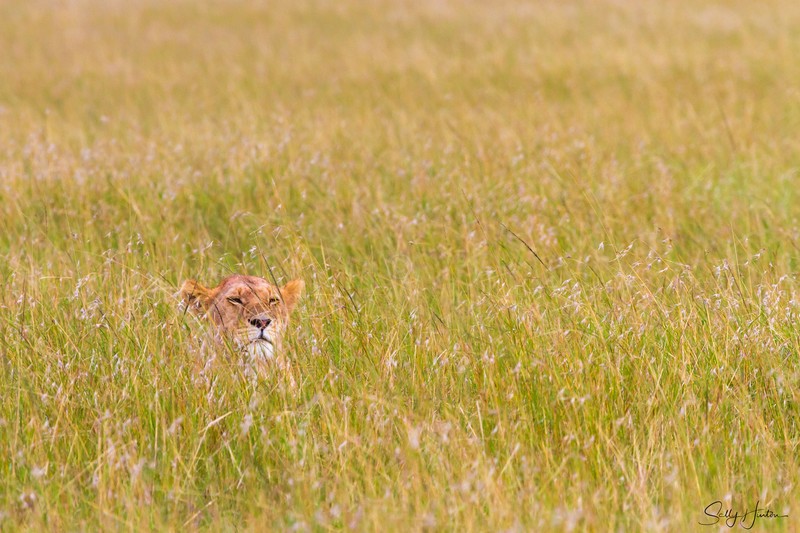 Lioness in grass 1
