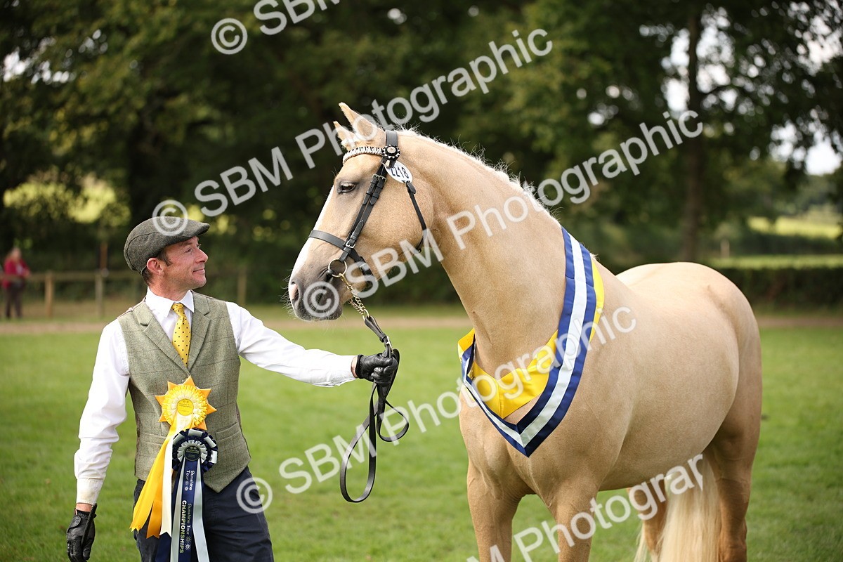 SBM_62958 - In Hand Horse Supreme Championship