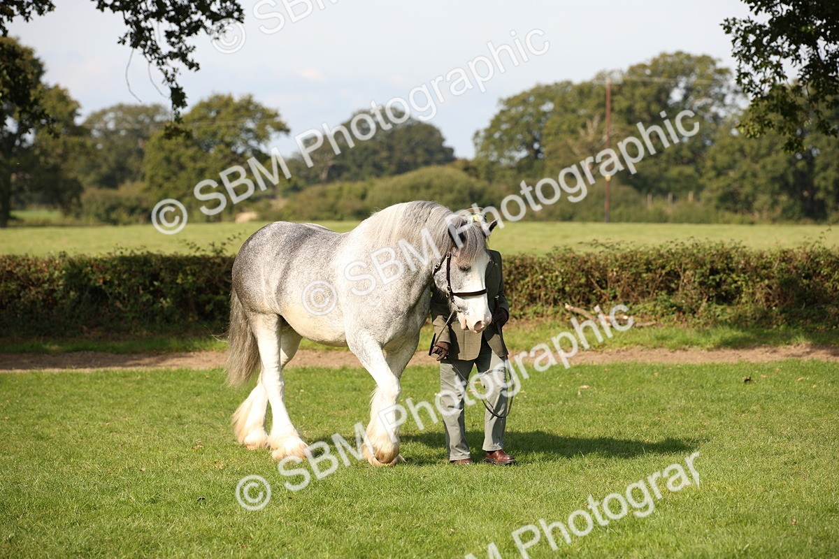SBM_62150 - S55 - Traditional Cob In Hand