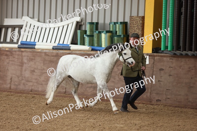 20251109-0516 - Class 20 - Stallions 4 Years and over