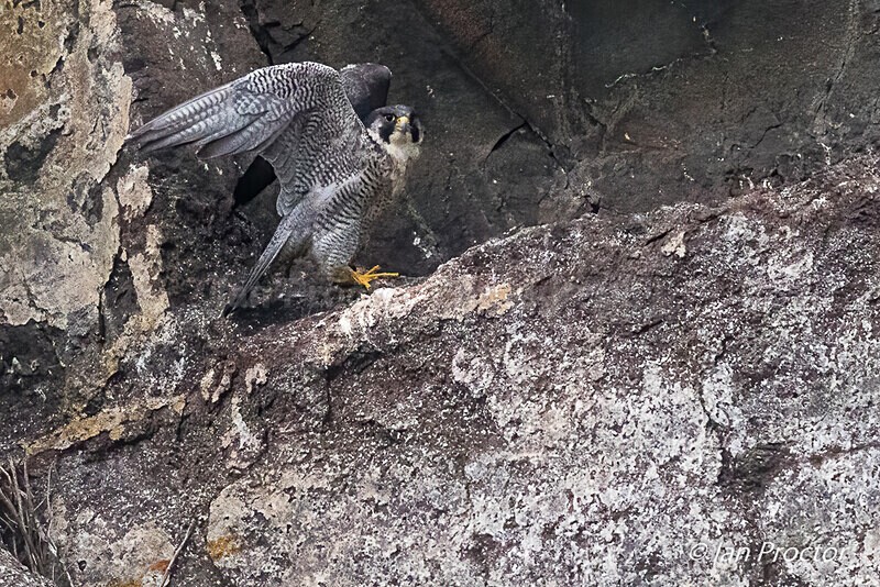 Peregrine Falcon (Falco peregrinus) - Nature
