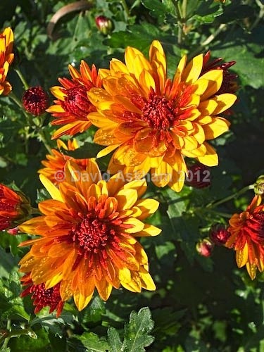 Chrysanthemums - Autumn