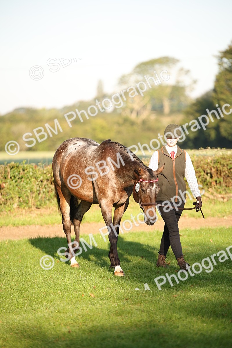SBM_57529 - S50 - Foreign Breeds In Hand