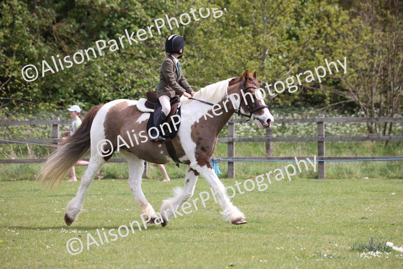 20260426-4330 - Class 34 - Best Riding Horse Over 14.2hh