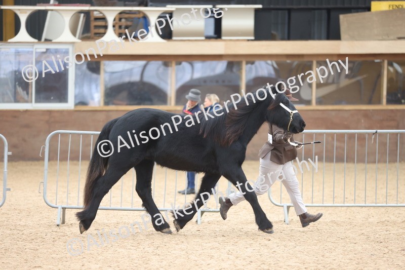 20251109-0844 - Class 25 - Yearling, Colt, Filly or Gelding