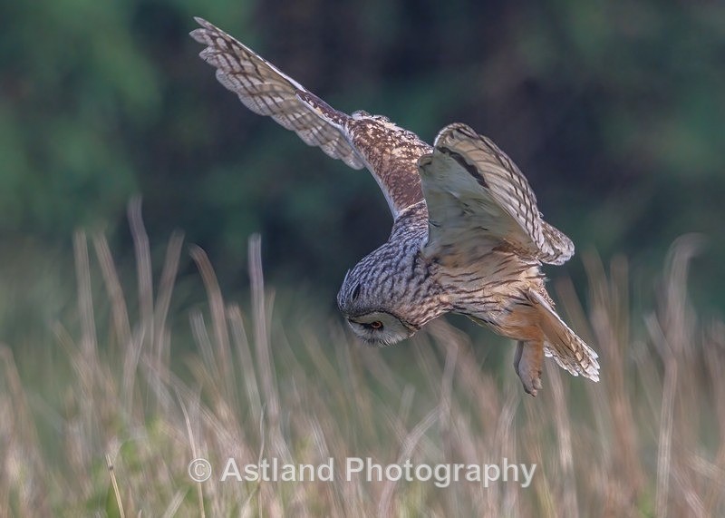 Long-eared owl - Latest Images